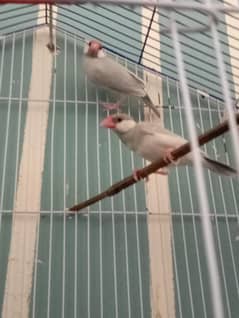 silver jawe