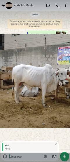 sahiwal nasal