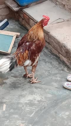 12345