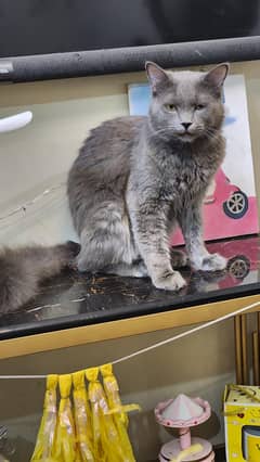 12 months double coated  male cat for sale