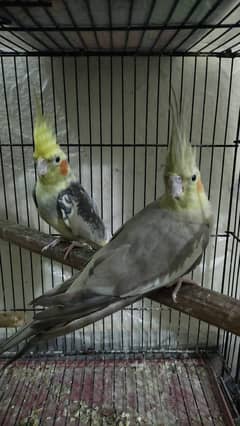 Confirm Breeder Cocktail Pair