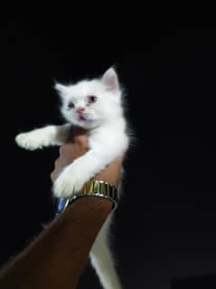 2 month kitten for sale