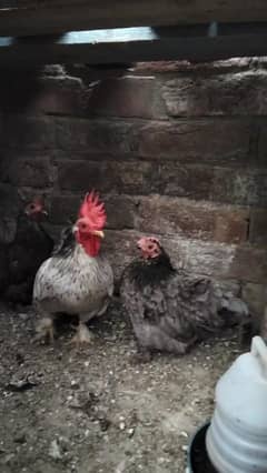 Bantam