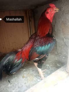aseel Mianwali Murga