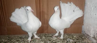 Lakky Kabootar Fancy Pigeon pair