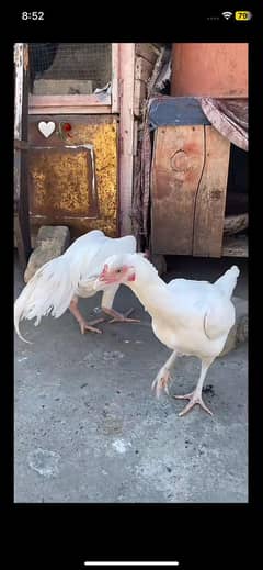 Aseel paper white Heera pair