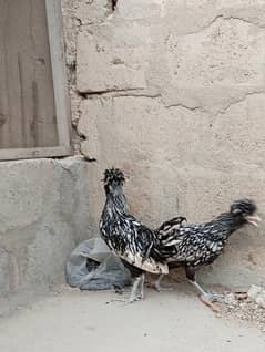 Hens for sale