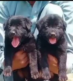 Balck German male female for sale available