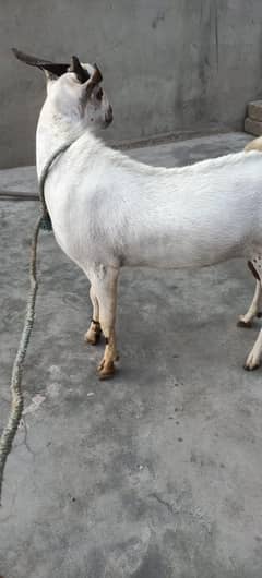 2 Dant bakra white Color