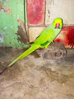 Ring Neck Mithu Tota