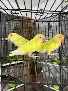 Lovebirds available for sale