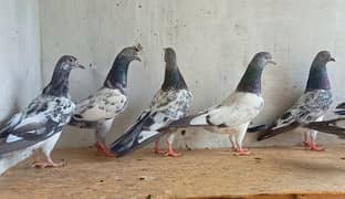 4 Males 4 Females 2000 per