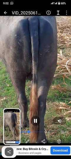 this is a young buffalo