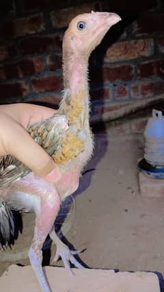 pakkoy breed