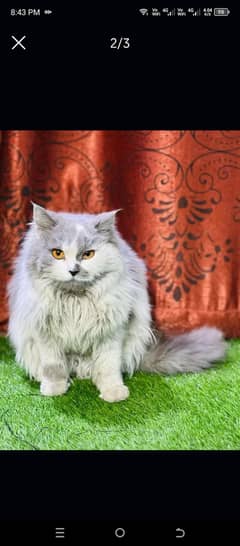parsian