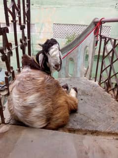 bakra