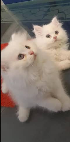 Persian cat My WhatsApp number 03290364327 for sale
