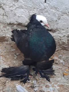 black Mukhi