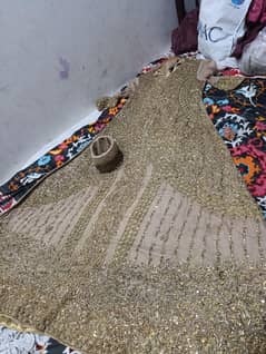 skin golden maxi