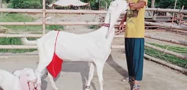 Gulabi Bakri do bacchon ke sath for sale WhatsApp 0370,48,15,728