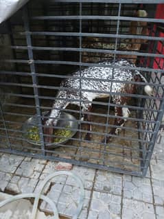 Goat urgent sale