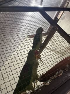 Raw parrot