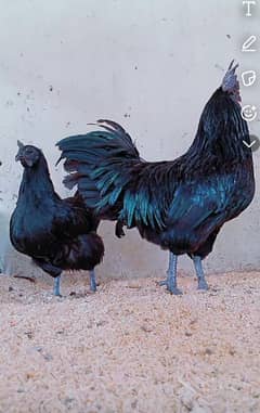 Ayam cemani
