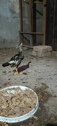 Aseel Chicks 3months age home breed