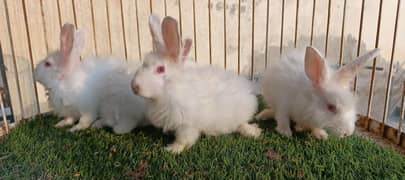 Angora Rabbit Red Eyes