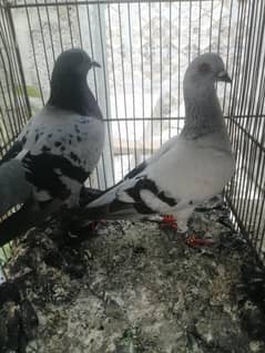 sabas pare kabutar roshan charagh jangla