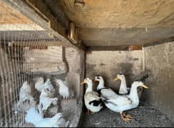 ducks