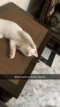 3 months old female white kitten with grey tail