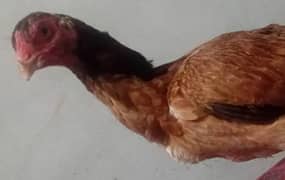 2 ASEEL MALE AND 3 FEMALE FOR SALE 03089375935