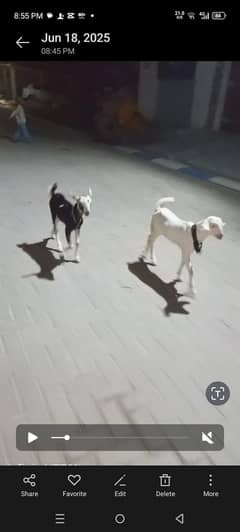 2 dant bakri or do Bache for sell