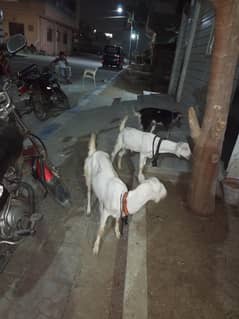 2 dant bakri or do Bache for sell