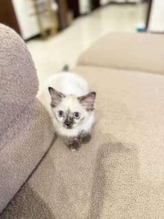 Kitten for sale