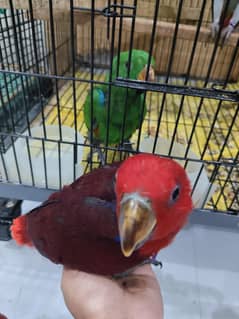 Eclectus parrot pair, African grey and cage