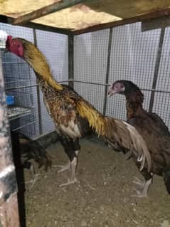 best quality birds for sale he