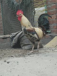 1 murga 2hens for sale