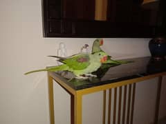 Kashmiri Raw parrot