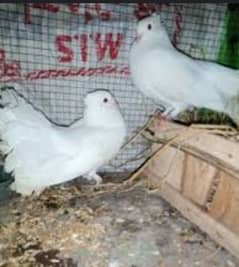 lucky kabooter breeder pair