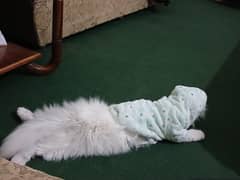 Persian male cat 
