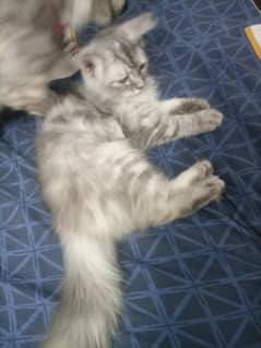 persian kitttens pair