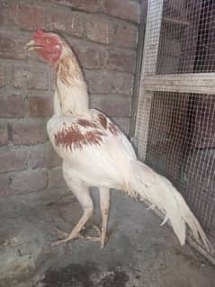 Aseel