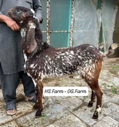Best 4 qurbani 2026