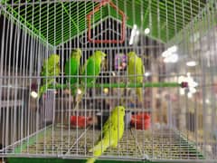 budgies parrot