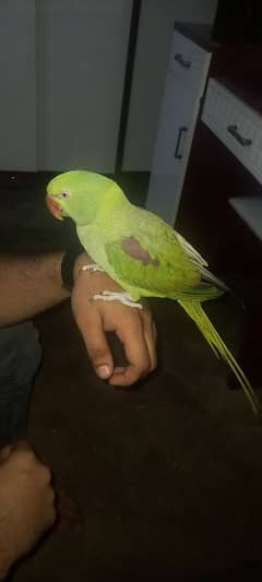 Pahari