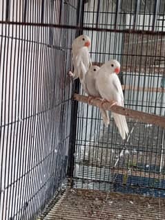 Ringneck 3 pieces