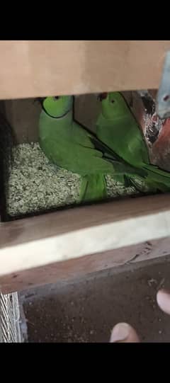 Ringneck Breeder Pair