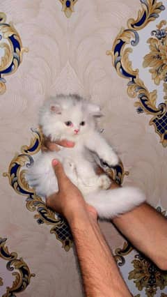 pursian kitten